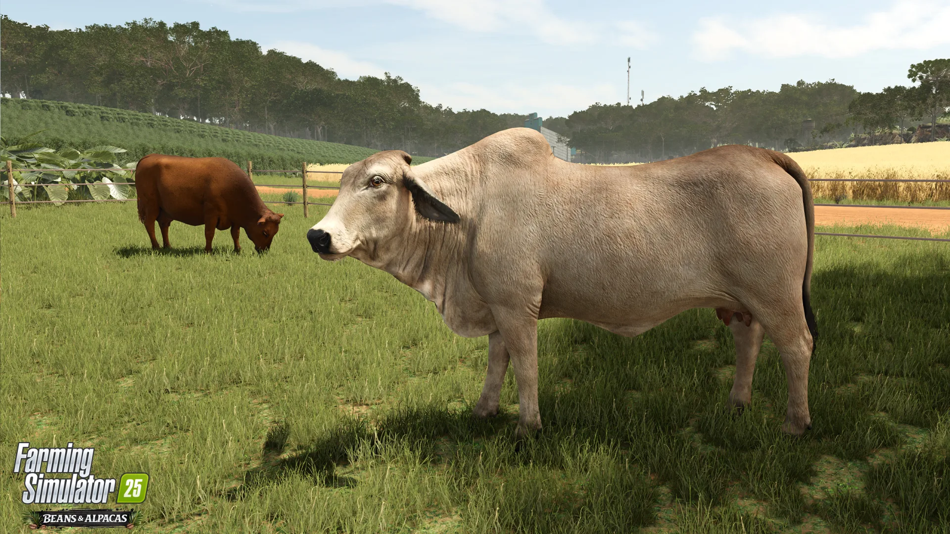 Nowe krowy Brahman w Farming Simulator 25! Trafią do dodatku Beans & Alpacas