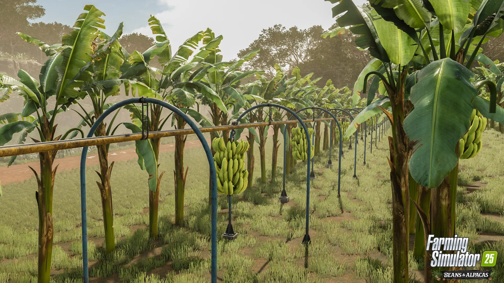 banany w Farming Simulator 25! GIANTS pokazuje zupełnie nowy system uprawy