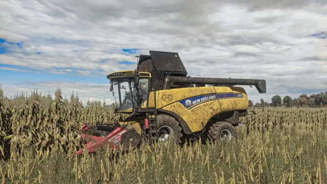 Realistyczna tekstura kukurydzy FS25 mod